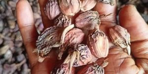 Meghalaya Black Cardamom