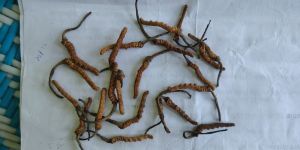 Cordyceps Sinensis