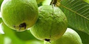 Fresh Green Guava