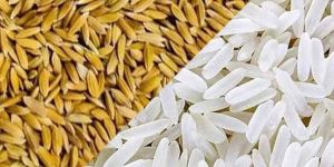 Katarni Non Basmati Rice