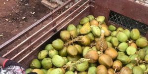 Green Coconut