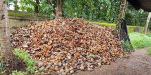 Coconut Husk