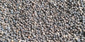 Black Pepper Seeds