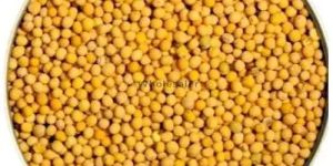 Yellow Mustard Seeds