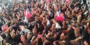 Live Country Chickens