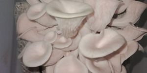 Fresh Oyster Mushroom