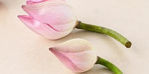 Lotus Flower