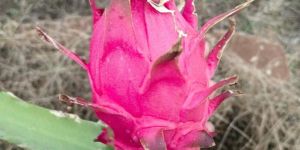 Pink Dragon Fruits
