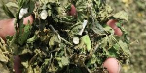 Mulberry Leaf Extract