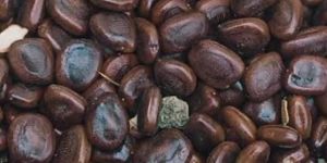 Tamarind Seed