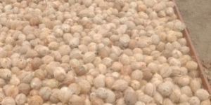 Fully Husked Brown Coconut