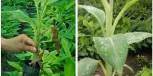 G9 Banana Plant