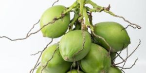 Green Tender Coconut