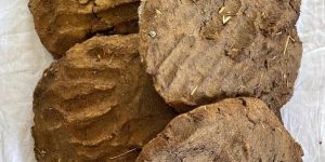 Cow Dung Cake