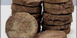 Cow Dung