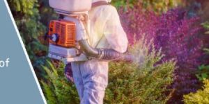 Ants Control Services