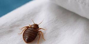 Bed Bugs Control Service