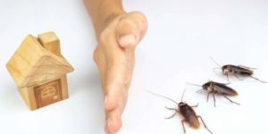 Cockroaches Pest Control