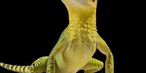 Lizard Control Service