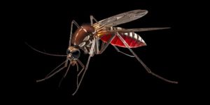 Mosquito Control Services