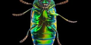Wood Borer Control Service