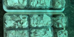 Fresh Oyster Mushroom