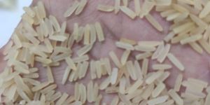1121 1509 basmati rice