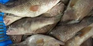 Fresh Brown Spotted Grouper Fish