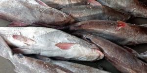 Fresh River Cat Fish