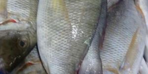 Fresh Whole Emperor Fish