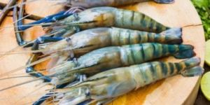 Fresh Whole Scampi Prawn