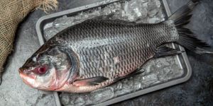 Katla Fish