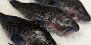 Fresh Black Snapper Fish