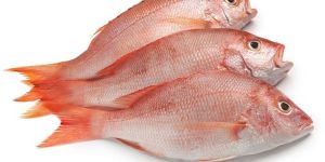 Fresh Red Snapper Fish