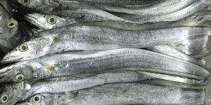 Fresh Silver Ribbon Fish