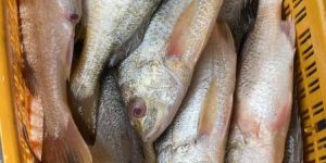 Fresh Yellow Snapper Fish