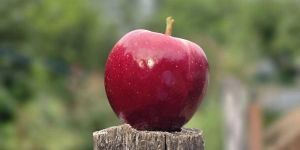 Italian Gala Apples