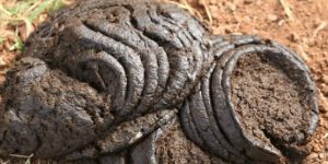 Cow Dung