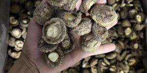 Dehydrated Shiitake Mushroom