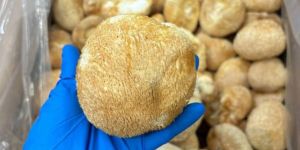 Dried Lions Mane Mushroom