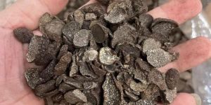 Black Truffle Mushroom