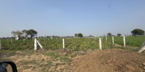 Agriculture Land Sale