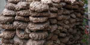 Cow Dung
