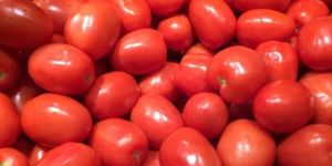 Fresh Red Tomato