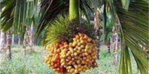 Betel Nut Plants