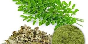 Moringa Extract