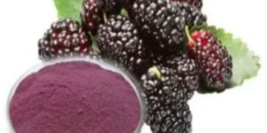 Mulberry Extract