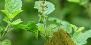 Tulsi Extract
