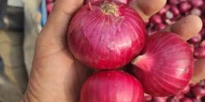 Onions