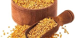 Yellow Mustard Seeds